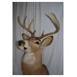 Deer Shoulder Mount