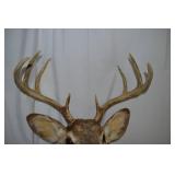 Deer Shoulder Mount