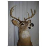 Deer Shoulder Mount