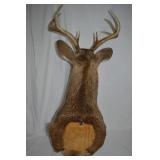 Deer Shoulder Mount