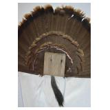 Turkey Fan Display