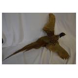 Pheasant