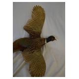Pheasant