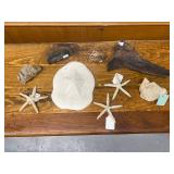 Seashell, Starfish, and Fossil Beach Decor Collection