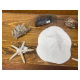 Seashell, Starfish, and Fossil Beach Decor Collection