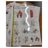 Set of 8 Laminated Human Anatomy Educational Posters
