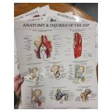 Set of 8 Laminated Human Anatomy Educational Posters