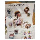 Set of 8 Laminated Human Anatomy Educational Posters