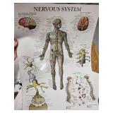 Set of 8 Laminated Human Anatomy Educational Posters