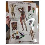 Set of 8 Laminated Human Anatomy Educational Posters