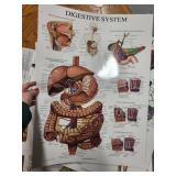 Set of 8 Laminated Human Anatomy Educational Posters