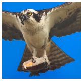 O - Framed Osprey Print Wildlife Photography