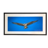 O - Framed Osprey Print Wildlife Photography