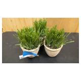 Small set of decorative plants