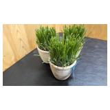 Small set of decorative plants