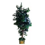 LR - 8-Foot Artificial Ficus Tree in Brass Tone Planter