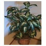 LL-BR3 - Large Artificial Dieffenbachia Plant in Wicker Basket, 52 Inches Tall