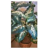 LL-BR3 - Large Artificial Dieffenbachia Plant in Wicker Basket, 52 Inches Tall