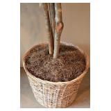 LL-ST - 7 Foot Artificial Ficus Tree in Woven Basket