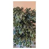 LL-ST - 7 Foot Artificial Ficus Tree in Woven Basket