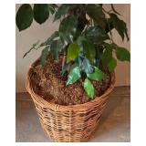 LL-ST - 7 Foot Tall Artificial Tree in 15 Inch Basket