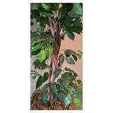 LL-ST - 7 Foot Tall Artificial Tree in 15 Inch Basket