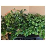 LL-FR - Pair of Decorative Artificial Plants in Wicker Baskets