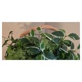 LL-FR - Pair of Decorative Artificial Plants in Wicker Baskets