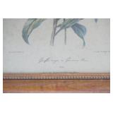 Vintage Framed Botanical Print of Pierre-Joseph Redoute 13.5"x11.5"