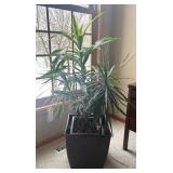 FR - Live Indoor Dracaena Plant in Woven Plastic Planter