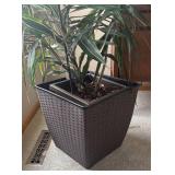 FR - Live Indoor Dracaena Plant in Woven Plastic Planter