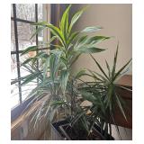 FR - Live Indoor Dracaena Plant in Woven Plastic Planter