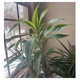 FR - Live Indoor Dracaena Plant in Woven Plastic Planter