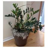 LR - ZZ Plant in Decorative Pot