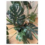 LR - Large Monstera Deliciosa in Decorative White Planter