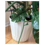 LR - Large Monstera Deliciosa in Decorative White Planter