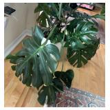 LR - Large Monstera Deliciosa in Decorative White Planter