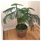 LR - Norfolk Island Pine in Pot