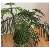 LR - Norfolk Island Pine in Pot