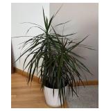 LR - Live Dracaena Marginata Plant in White Pot