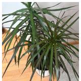 LR - Live Dracaena Marginata Plant in White Pot