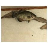 2 - Crappie Fish Mounts on Drift Wood
