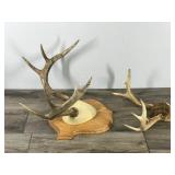 8 & 9 Point White Tail Buck Antlers
