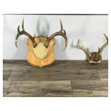 8 & 9 Point White Tail Buck Antlers