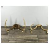 6 & 8 Point White Tail Buck Antlers