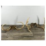 6 & 10 Point White Tail Buck Antlers