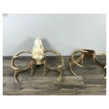 8 & 10 Point White Tail Buck Antlers