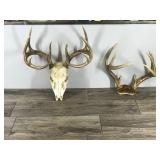 8 & 10 Point White Tail Buck Antlers