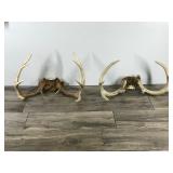 8 & 10 Point White Tail Buck Antlers