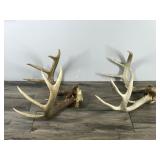 8 & 10 Point White Tail Buck Antlers